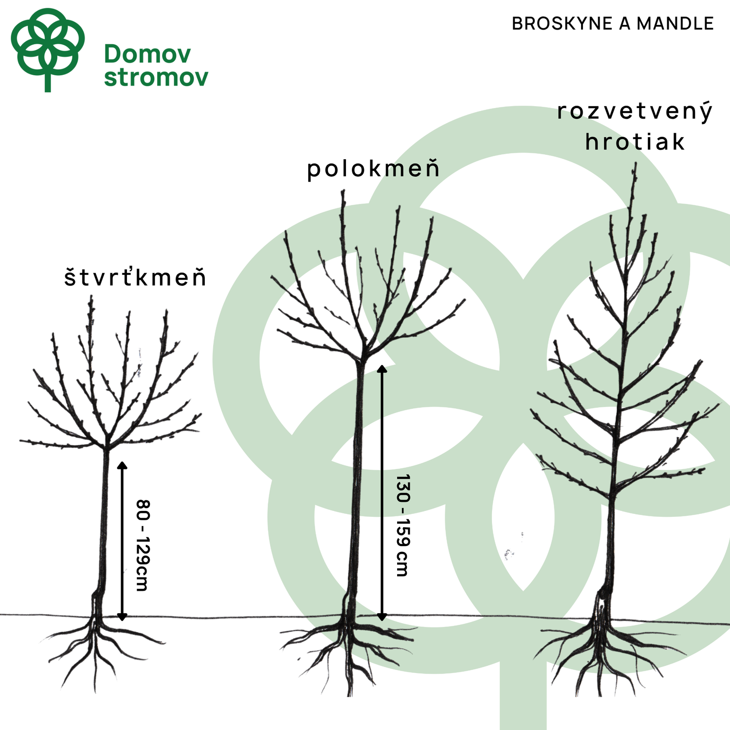 Broskyňa Roter Weinbergpfirsich